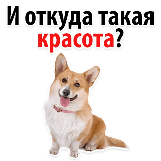 Стикеры ? Собачий Слэнг