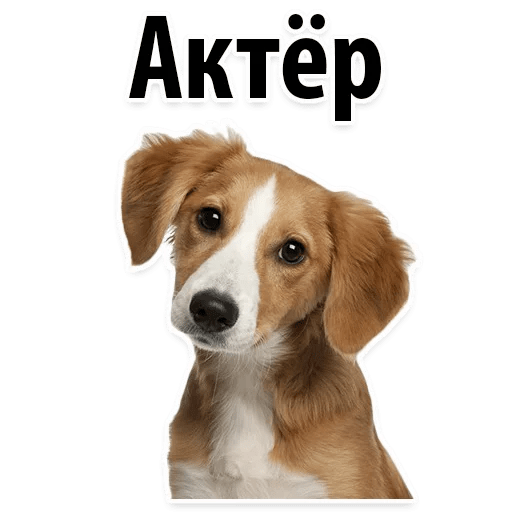 Стикеры ? Собачий Слэнг