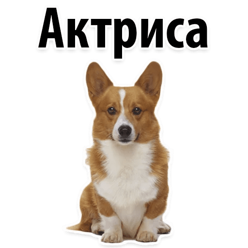 Стикеры ? Собачий Слэнг