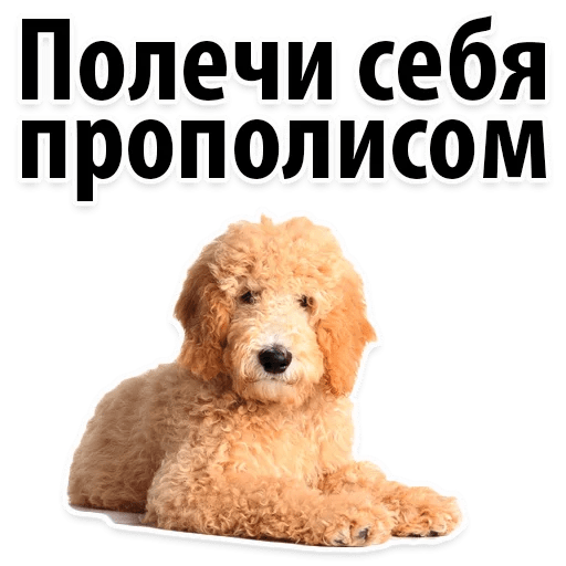 Стикеры ? Собачий Слэнг