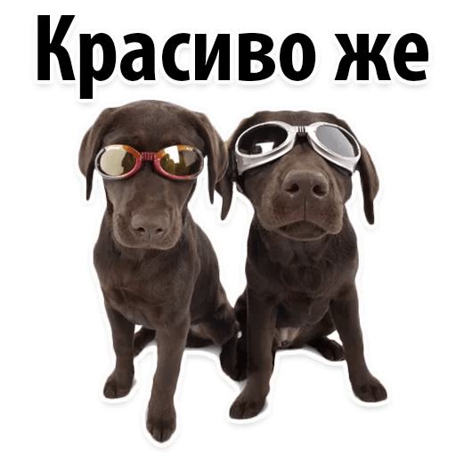 Стикеры ? Собачий Слэнг