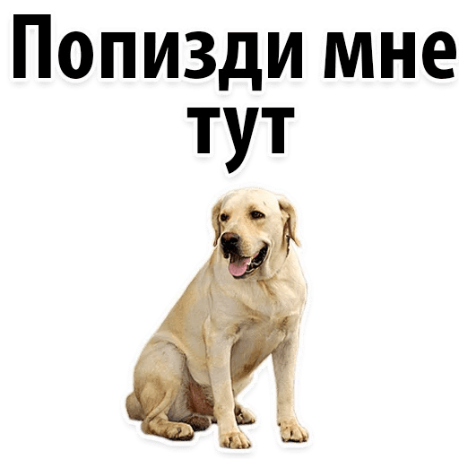 Стикеры ? Собачий Слэнг