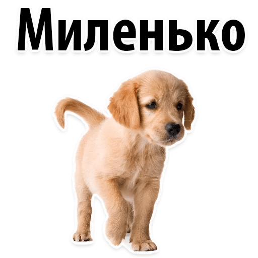 Стикеры ? Собачий Слэнг