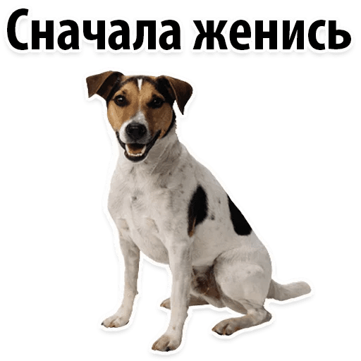 Стикеры ? Собачий Слэнг