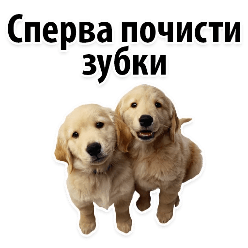 Стикеры ? Собачий Слэнг